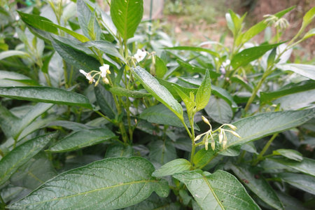 Cucumber melon pear plant, solanum muricatum, showing green leaves and small white flowers blooming...