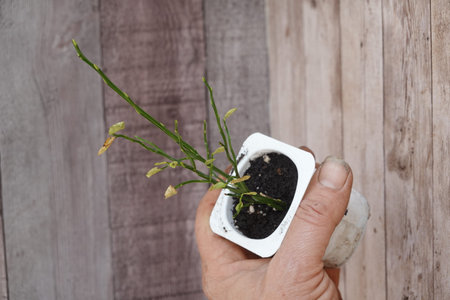 Person's hand gripping a small wild blueberry plant in a recycled yogurt pot, showing new growth against a wood backgroundの写真素材