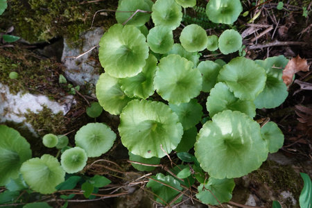 Navelwort (umbilicus rupestris) with round succulent leaves thriving in mossy rock crevices, fresh...