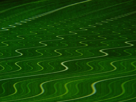 green leaf macro linesの写真素材