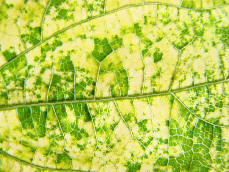 green leaf macro linesの写真素材