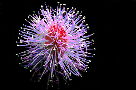 fine flower pink pretty redの写真素材