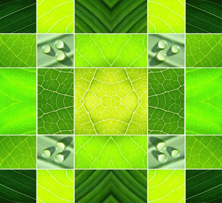 collage green leafs water dropsの写真素材