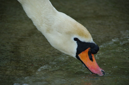macro shot swan face head on blackの写真素材