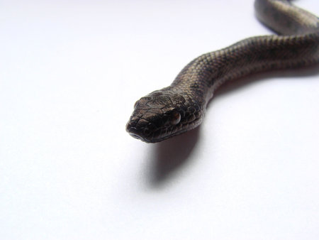 macro shot black snake