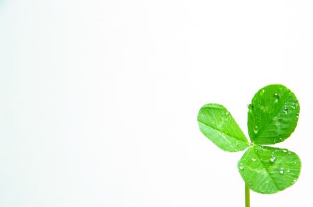 clover green macron on whiteの写真素材