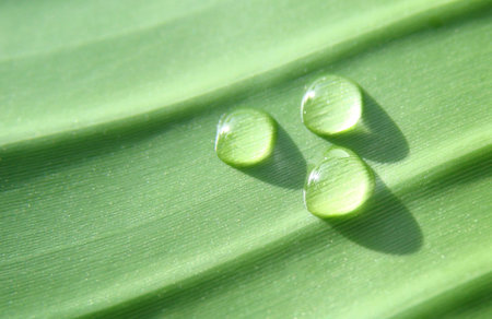 three clear water pearls on a soft banan leaf with fine lines 