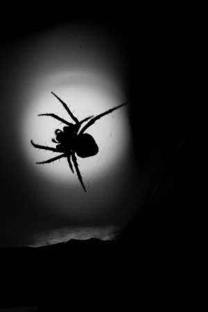spider with backlight in italyの写真素材