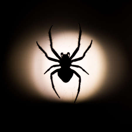 spider with backlight in italyの写真素材