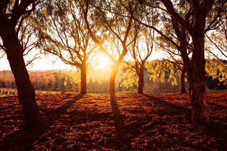 Beautiful golden dry park view in the forest in sunny day, warm yellow sunset light, fall seasonの写真素材