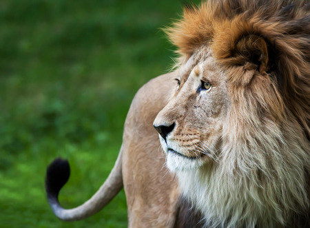 lion portraitの写真素材