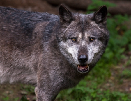 one wolf looks to the cameraの写真素材