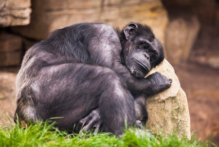 sad ape on a stoneの写真素材