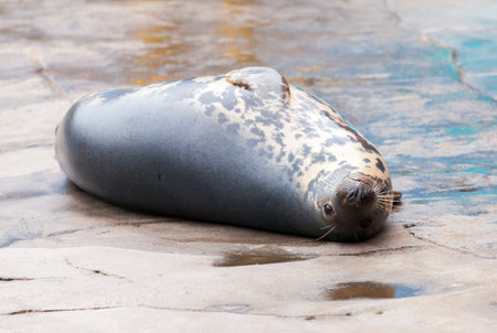 seal at the backの写真素材