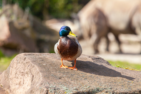 male duck stands on a stoneの写真素材