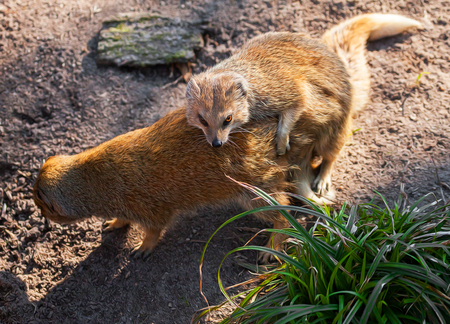red meerkats or yellow mongoose makes a babyの写真素材