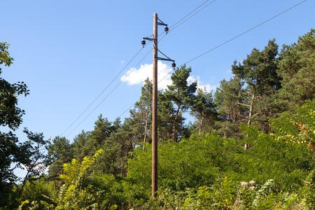 telephone pole in a forestの写真素材