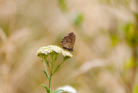 Aphantopus hyperantus, brown forest bird butterfly