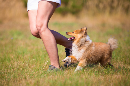 shetland sheepdog walks by a humanの写真素材