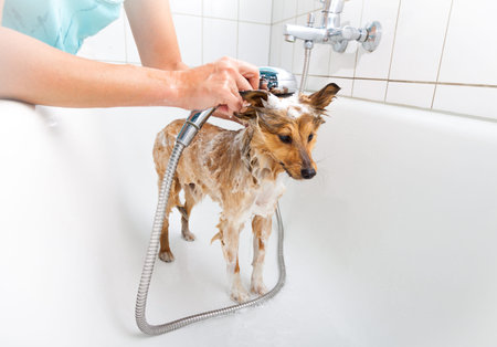 shetland sheepdog under shower