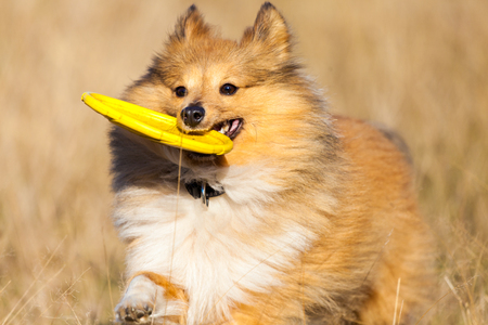 Shetland Sheepdog with a flying disc runs over a fieldの写真素材