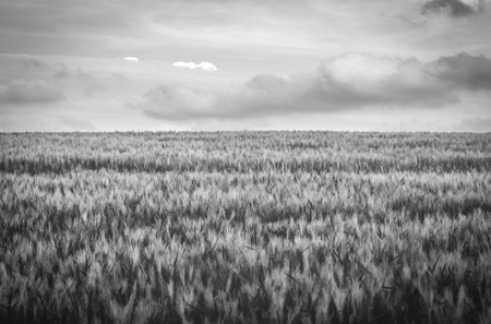 gras landscape with clouds in black and whiteの写真素材