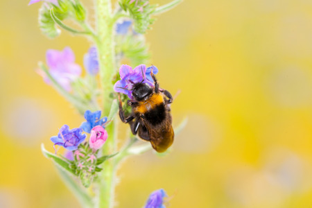 bumblebee on a flowerの写真素材