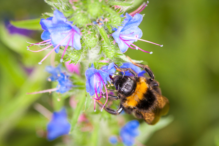 bumblebee on a flowerの写真素材