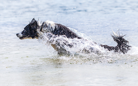a border collie dog swims in a lakeの写真素材