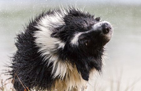 border collie dog shakes himself after water swimmingの写真素材