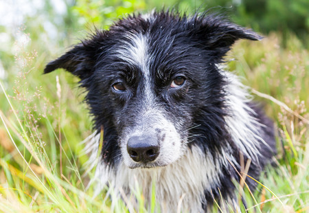 Border Collie dog lies in the grassの写真素材