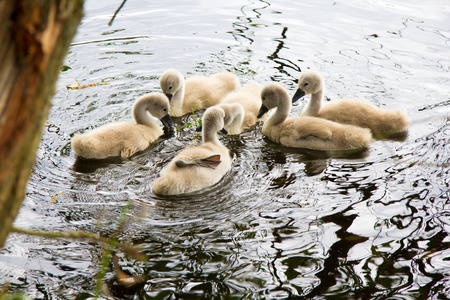 a white swan swims with children on a lakeの写真素材