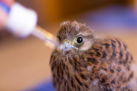 a german kestrel bird gets his medicineの写真素材
