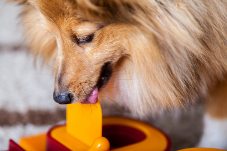 a Shetland Sheepdog on a dog toyの写真素材