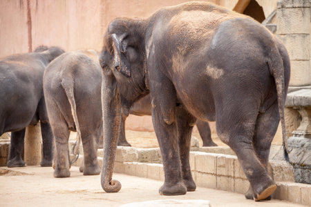 a herd of elephants in a zooの写真素材