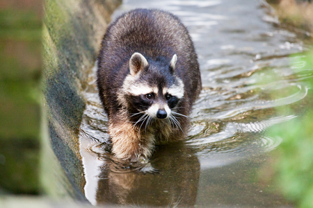 portrait of a racoon in a nature sceneの写真素材