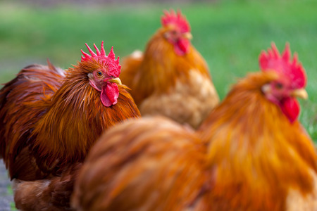 a german cock portrait on green backgroundの写真素材