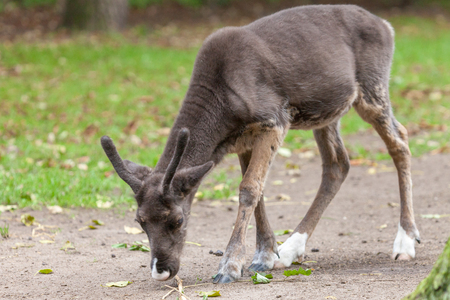 young reindeer search for food near a meadowの写真素材