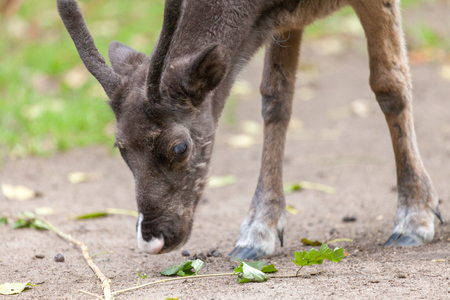 young reindeer search for food near a meadowの写真素材