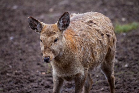Dybowski deer stands in a wildlife sceneの写真素材