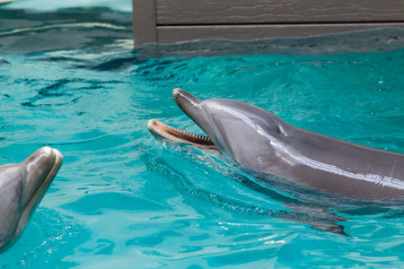 a dolphin swims in a large poolの写真素材