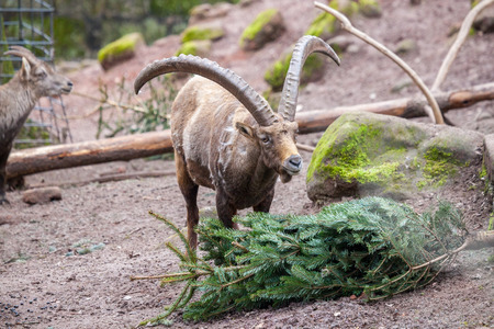 an brown ibex in a stone parkの写真素材