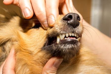 a human hand on a dog mouthの写真素材