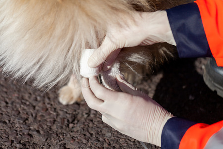 german animal medic puts bandage on a dogの写真素材