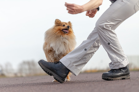 human trains jumps over legs with a shetland sheepdogの写真素材