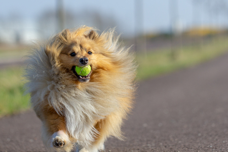 a shetland sheepdog plays with a little ballの写真素材