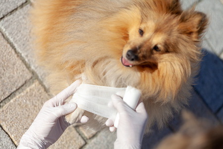 german animal medic puts a bandage on a shetland sheepdogの写真素材