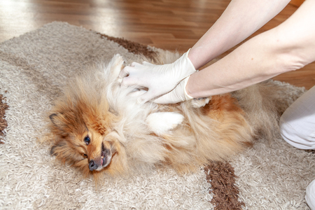 First aid reanimation on a small shetland sheepdogの写真素材