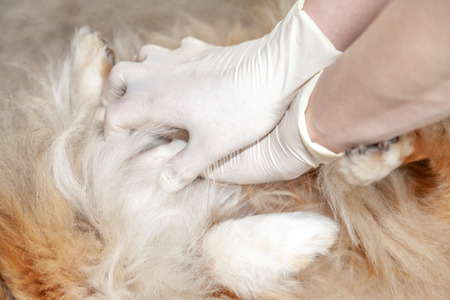 First aid reanimation on a small shetland sheepdogの写真素材
