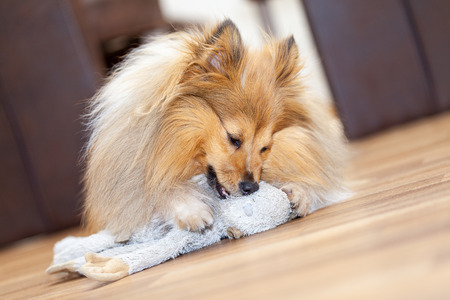 portrait of a shetland sheepdog with a toyの写真素材